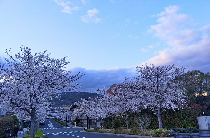 今年のお花見は、車を路上に少し停めて楽しみました。普段は呑むのがメインでこんなにじっくり見てないような😅綺麗😍